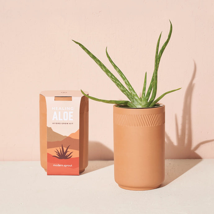 Terracotta Grow Kit: Aloe